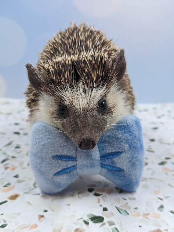 hedgehog with bow tie