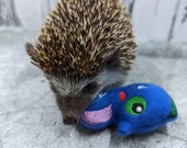 Stormy the Seahorse Toss Toy Mint Stuffed Hedgehog Toy Cage Buddy Photo Prop Enrichment
