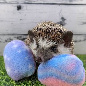 Könnte beinhalten: Ein kleines Igel mit braunem und weißem Fell spielt mit zwei blauen und rosa flauschigen Spielzeugen. Die Spielzeuge sind eiförmig und haben ein Wirbelmuster. Das Igel sitzt auf einer grünen grasbewachsenen Oberfläche.