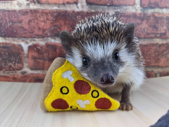 Hedgehog wearing hotsell slippers
