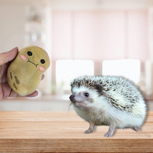May include: A small hedgehog with white and brown fur is standing on a wooden surface. A brown plush toy shaped like a potato with a cartoon face is being held in a hand.