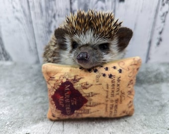 Marauders Map with Hedgie Footprints Mint Stuffed Fleece Hedgehog Toy Small Animal Cage Buddy Photo Prop