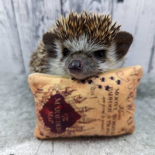 Marauders Map with Hedgie Footprints Mint Stuffed Fleece Hedgehog Toy Small Animal Cage Buddy Photo Prop