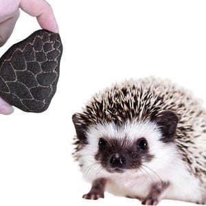 May include: A small hedgehog with white and black fur and brown eyes. The hedgehog is sitting on a white background.