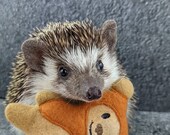 Ewok Space Bear Chibi Kawaii Mint Stuffed Hedgehog Toy Cage Buddy