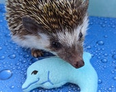 Dolly the Dolphin Fleece Mint Stuffed Hedgehog Toy Small Animal Cage Buddy Decor Photo Prop Enrichment Toy