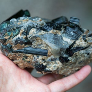May include: A natural mineral specimen with black tourmaline crystals set in a matrix of beige and grey rock. The crystals are elongated and glossy. The specimen is held in a hand. The overall appearance is rough and unpolished.