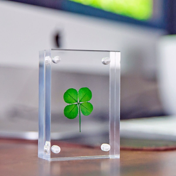 Genuine Preserved Four Leaf Clover suspended in a Modern Minimalistic Clear Thick Acrylic Free Standing Frame for Tabletop or Desktop Decor