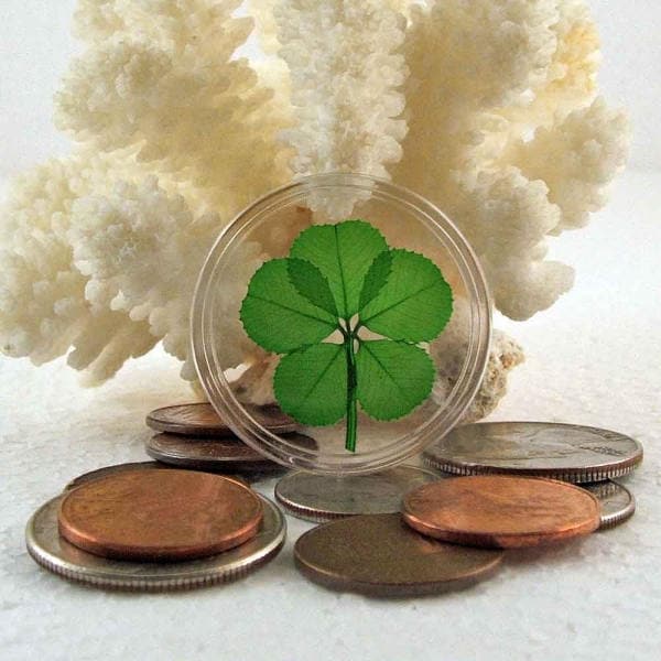 Genuine Preserved Rare 5 Leaf Clover Good Luck Charm Floating in a Pocket Token - CH-5L