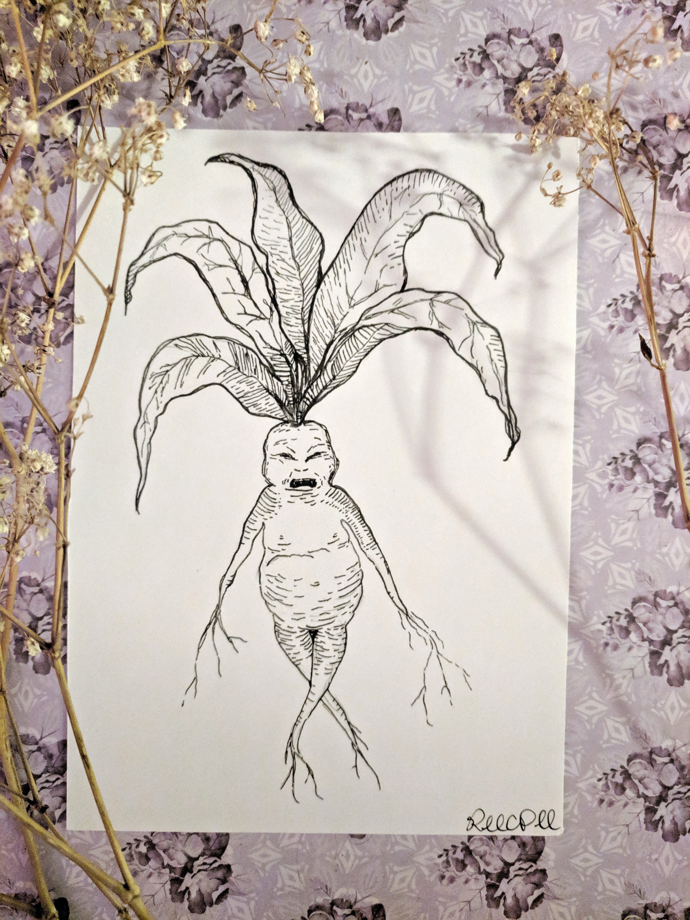 Mandrake 5x7 Print Herbology witch botanical art packaged Etsy