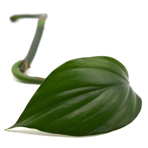 Rhaphidophora decursiva | Dragon Tail | 1 Cutting w/ Leaf and Node, Houseplant, Live Plant, Propagation, Easy to Grow, Rare
