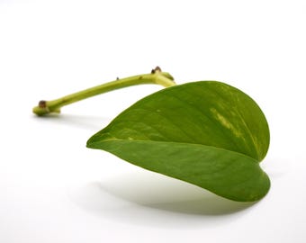 Golden Pothos | Epipremnum aureum | 1 Cutting w/ Leaf and Node, Houseplant, Live Plant, Propagation, Easy to Grow, Variegation
