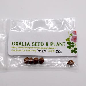 May include: A small plastic bag containing brown seeds with a white label that reads "OXALIA SEED & PLANT etsy.com/shop/oxaliaseedandplant Packed for Planting 2024 Lot # 001".