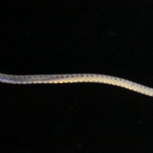 Bracciale a spina di pesce in argento sterling