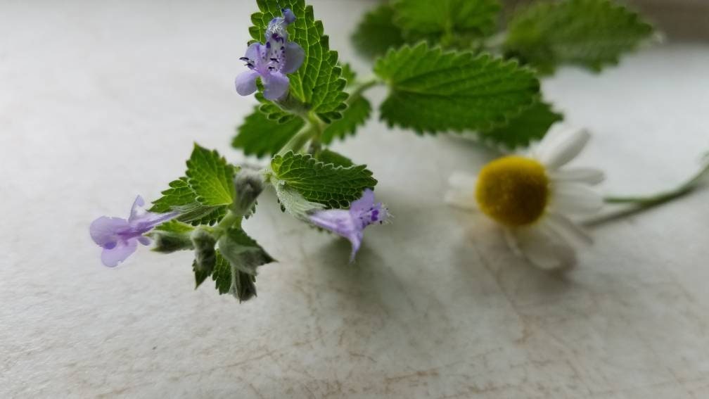 Live Catnip Plant Cat Herb Organic Homegrown Kitty Treat Etsy