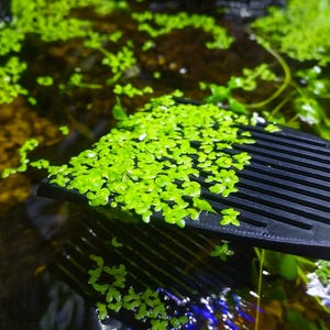 May include: A close-up of an aquatic scene featuring bright green plants and a black, slotted tool. The plants are densely packed, with some resting on the tool. The water is dark, reflecting the plants and tool.