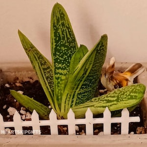 May include: A small green succulent plant with white spots growing in a gray planter with a white picket fence around the base. The plant is surrounded by brown soil and small white rocks.