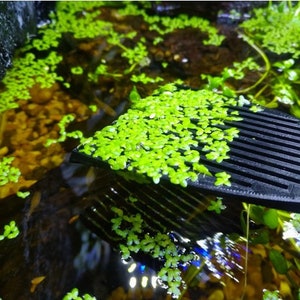 Floating Plant Comb - Metal Free - Mini Plant Collector - Aquarium Rake Surface Skimmer Comb - Live Plant Aquascape Tool - Made in USA