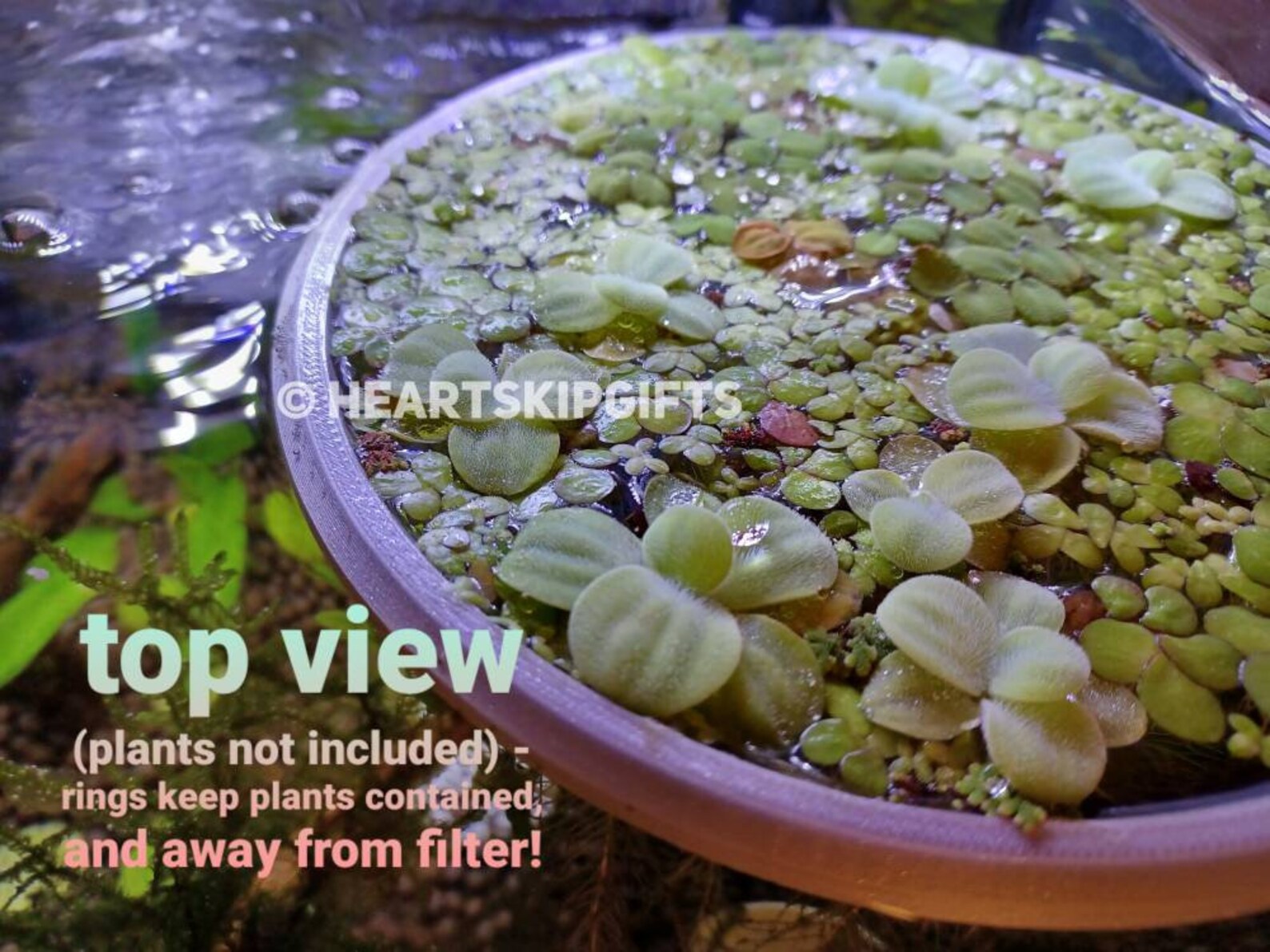 Floating Aquarium Ring Fish Feeding Ring Aquatic Plant Etsy