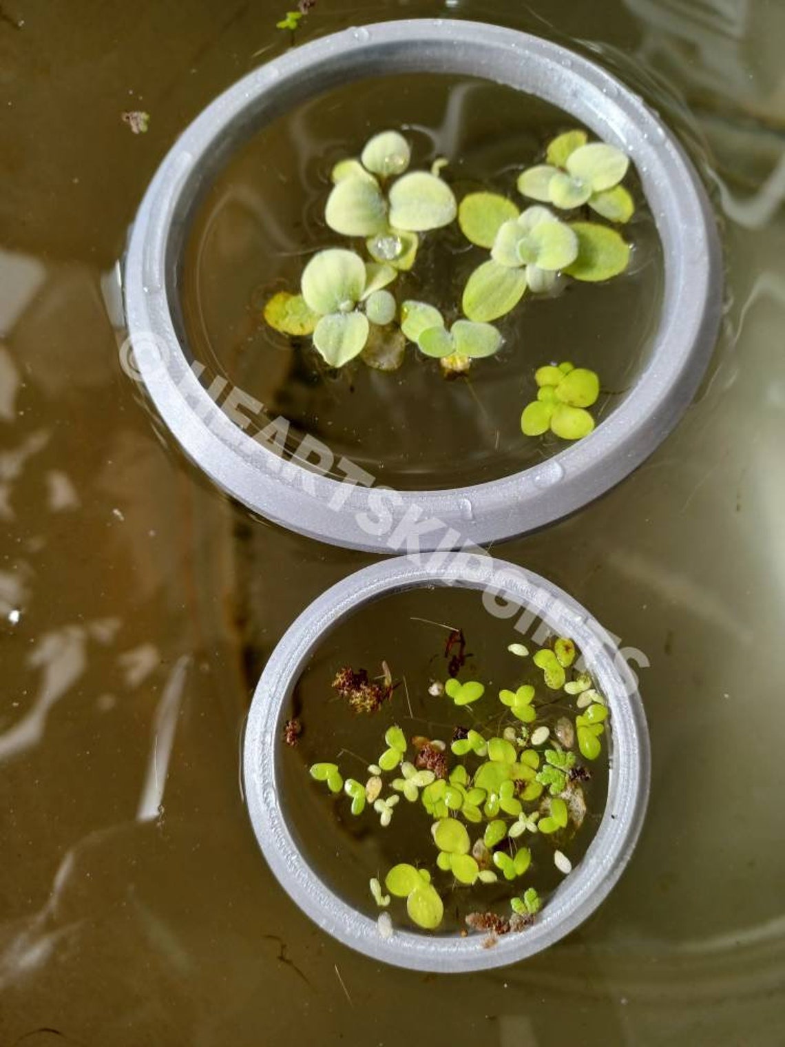 Floating Aquarium Ring Fish Feeding Ring Aquatic Plant Etsy