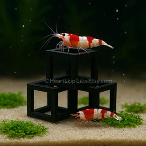 Aquarium Shrimp Shelter 3PCS - Shrimp Squares - Shrimp Hut - Shrimp Cave - Mini Aquascaping Decor -Tank Accessory - Pick Color - Made in USA