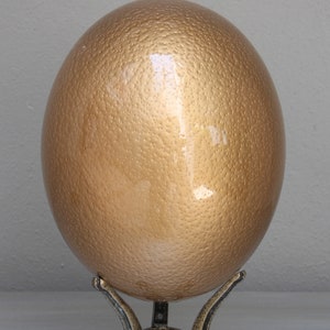 Gold glazed ostrich egg: an iconic decorative piece for the home or office, can be grouped in a bowl contrasted with speckled gold eggs