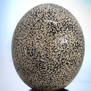 Speckled black ostrich egg: an iconic decorative piece for the home or office, can be grouped in a bowl contrasted with black or cream eggs