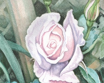 White Rose in Watercolour, Original Flower Painting