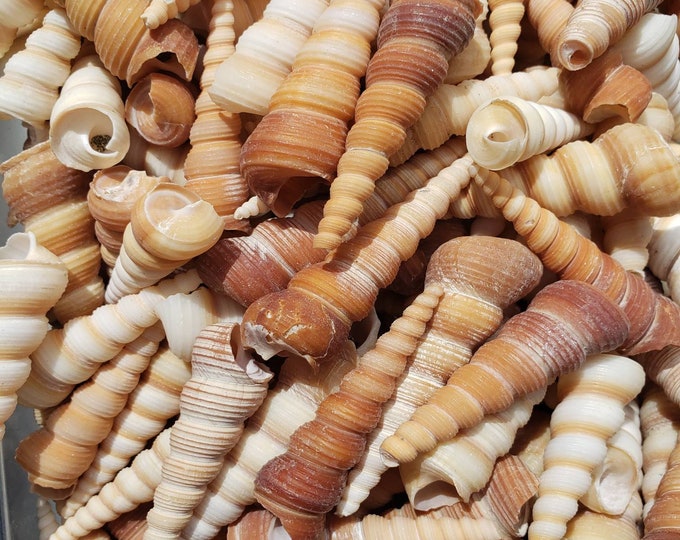 Summer 10pc Tan Turretella Shells 1-3 Nautical Shells Beach Wedding Jewelry