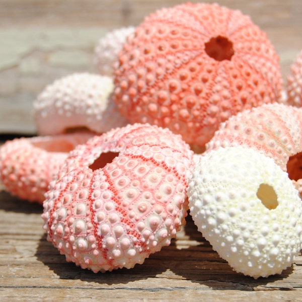 Beach Decor - 10 pc Light Pink/White Sea Urchins  - Wholesale Seashells - Jewelry - Beach Wedding