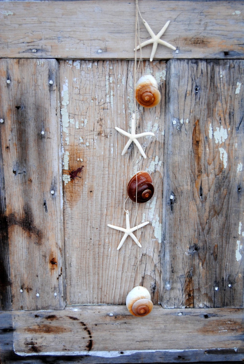 Beach Decor 25 Finger Starfish And Muffin Shell Strand Etsy