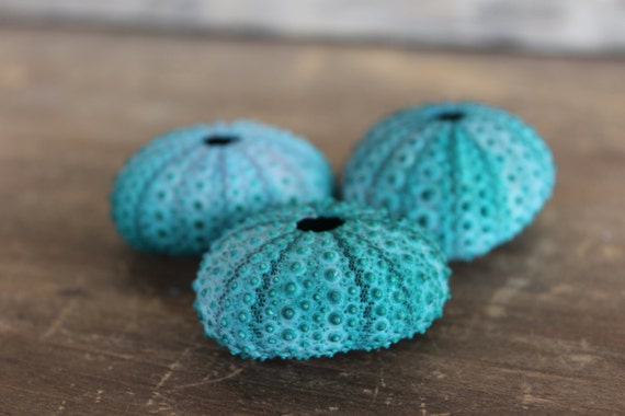 Beach Decor 3pc Emerald Green Sea Urchin Wholesale Etsy