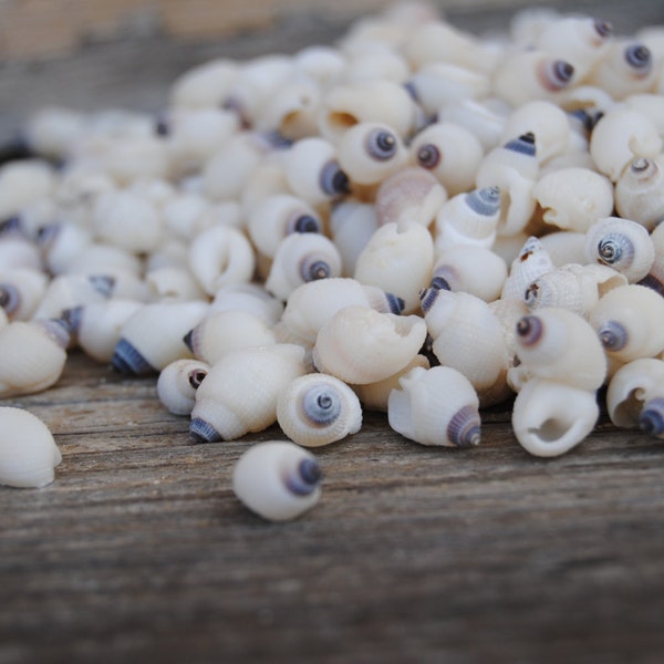 Nipple Shells - Craft Shells 3oz- Bulk Shells - Jewelry Supplies - Jewelry - Craft Supply - Tiny Shells