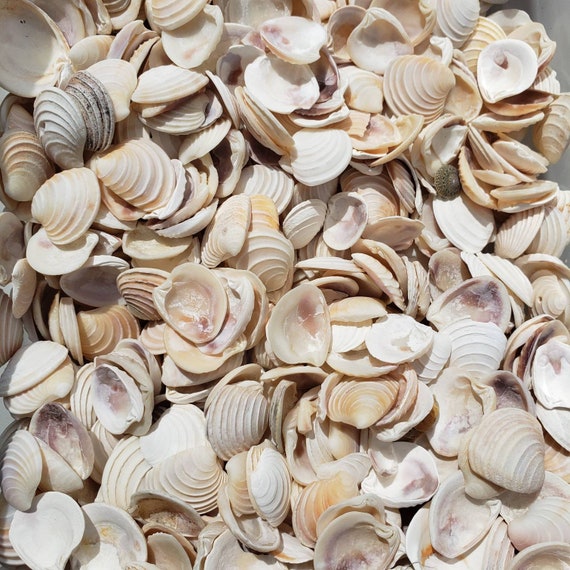 2oz Wedding Cake Seashells Craft Shells Jewelry Wedding Shells Beach Decor