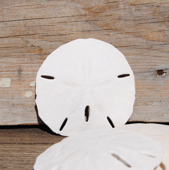 Download Grosshandel kuestendekor Free Grosshandel Kuestendekor