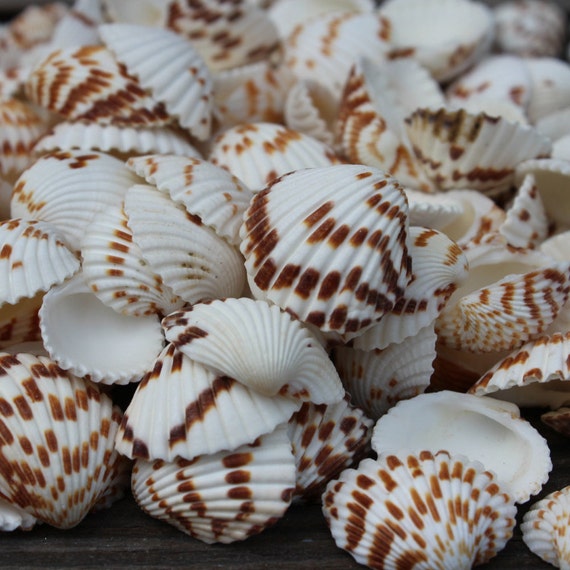 Beach Decor 3oz Spotted Clam Shells Wholesale Shells Etsy