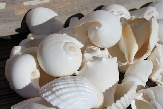Get Grosshandel strand dekor For Android