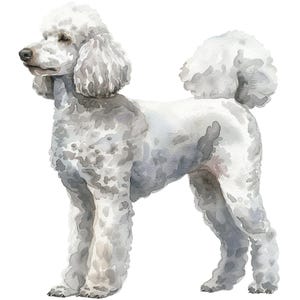 Standard Poodle, White Note Cards Blank Boxed Set of 10