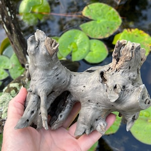 Lily Pad Rhizome Sculpture with Beaver Tooth Marks