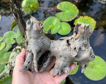 Lily Pad Rhizome Sculpture with Beaver Tooth Marks