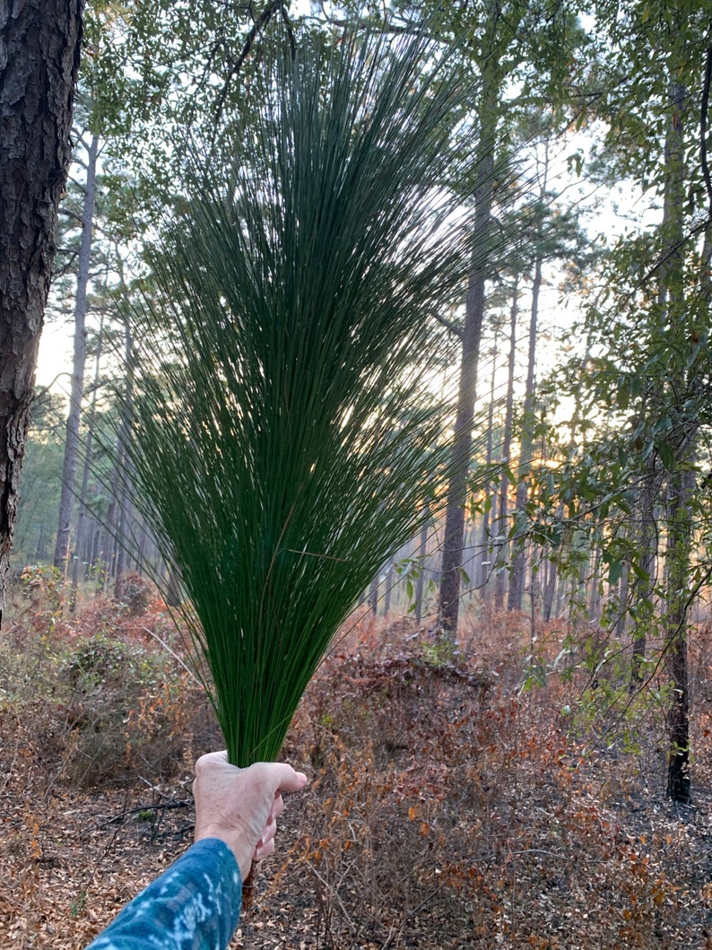 Longleaf Pine Needles green boughs raw materials for basket making