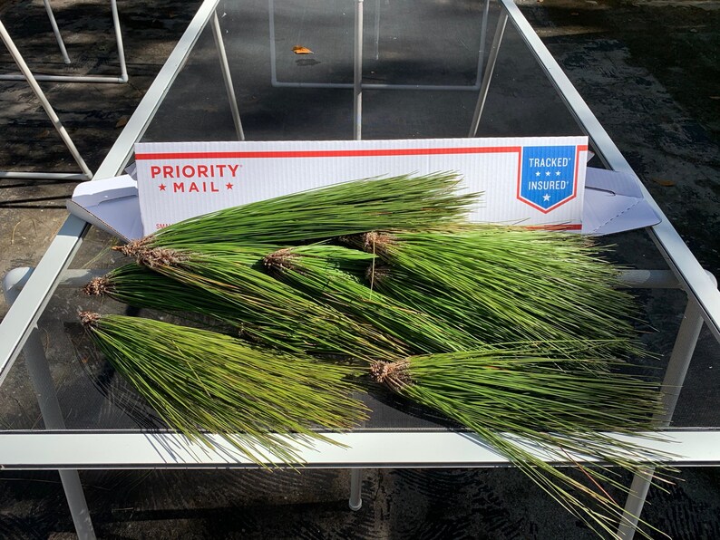 Longleaf Pine Needles green boughs raw materials for basket making