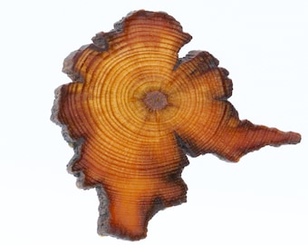 Longleaf Heartwood Pin: Shape of Antarctica