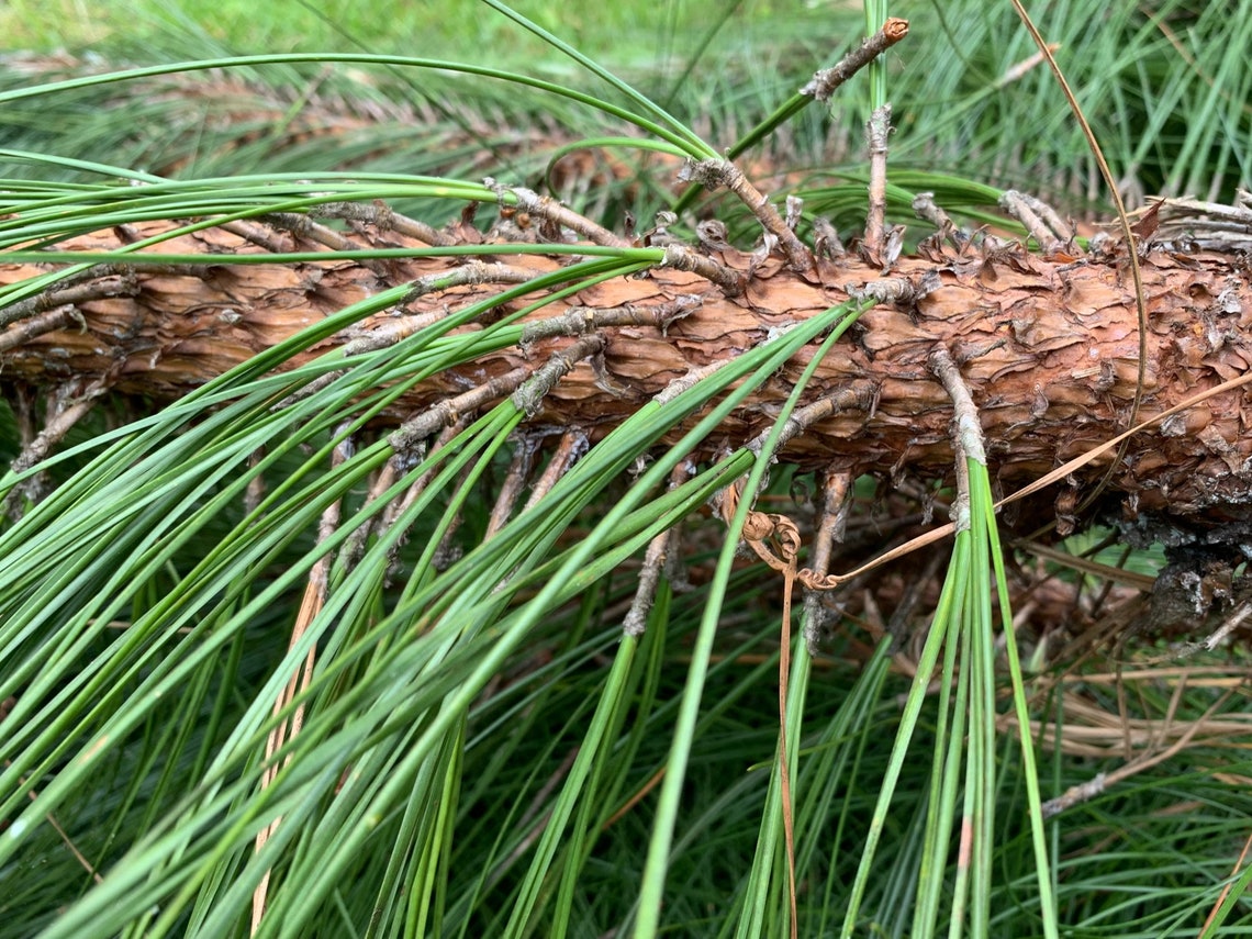 Longleaf Pine Needles Extra Long Needles Blueberry Orchard Etsy