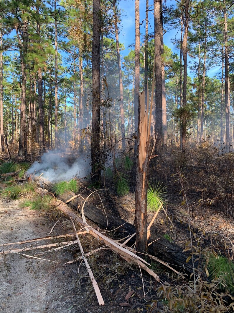 Longleaf Pine Needles green boughs raw materials for basket making