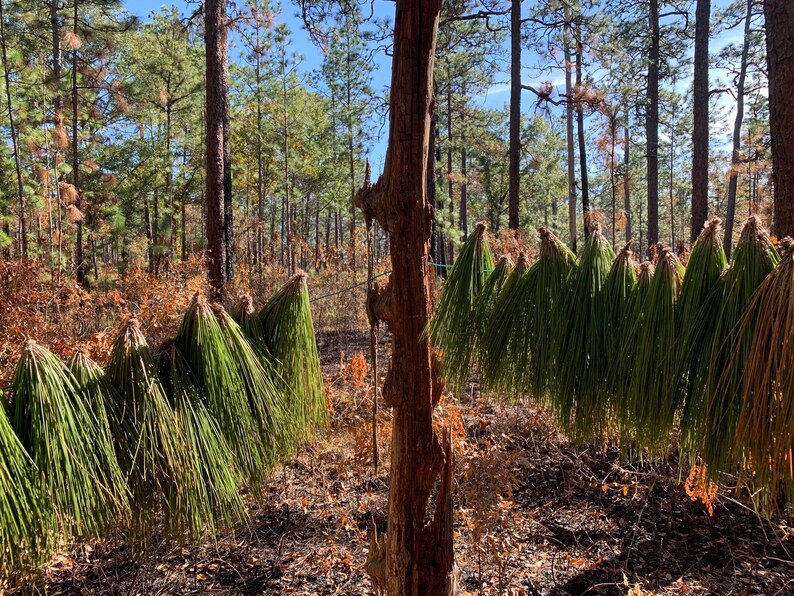 Longleaf Pine Needles green boughs raw materials for basket making