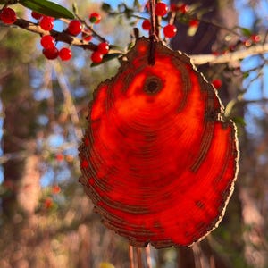 Medium Heartwood Suncatcher, Old Growth Longleaf Pine Blank