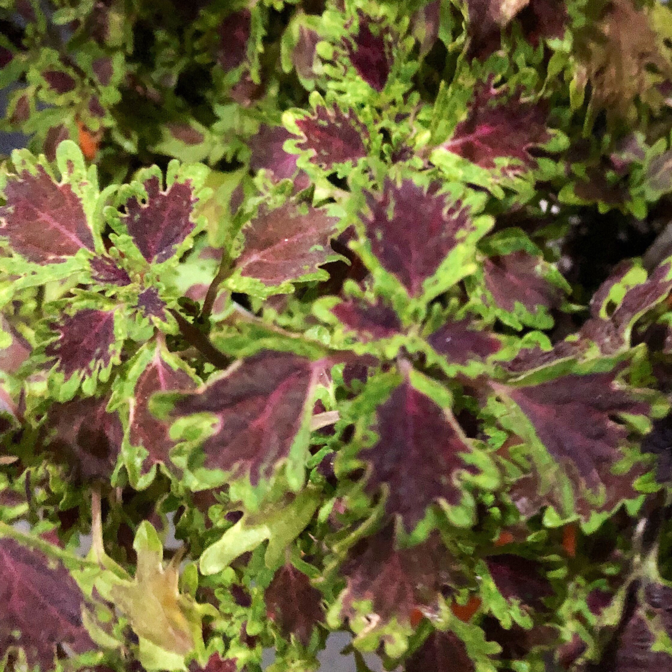 Coleus Inky Fingers Gorgeous UNROOTED Plant Cutting | Etsy