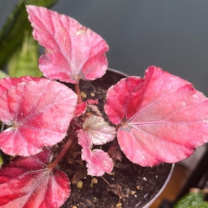 Rex Begonia ‘Red Bull’ - Single Leaf Cutting