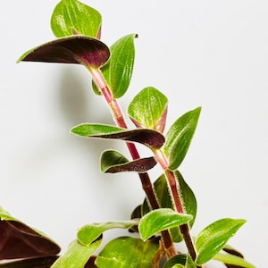 Tradescantia chrysophylla - three (3) four-inch cuttings